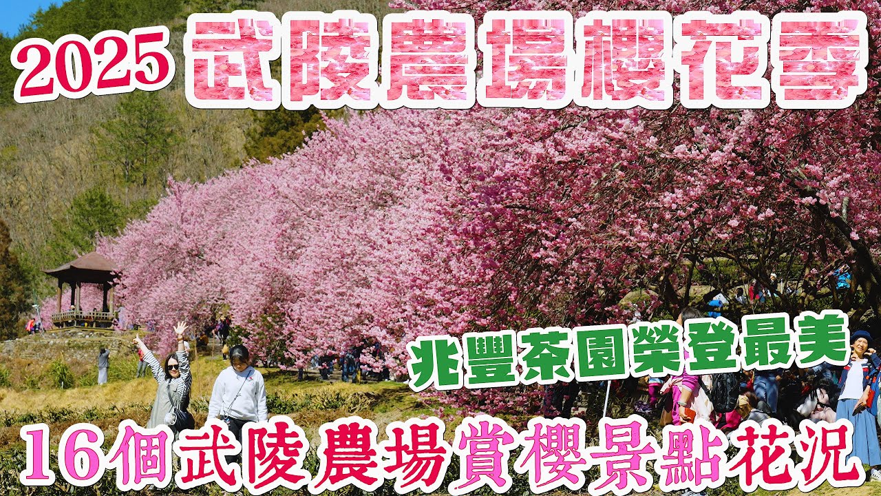 2025 武陵農場櫻花季 2/28拍攝幾乎都滿開 I 16個武陵農場賞櫻景點花況分享 今年最美就是「兆豐茶園」「茶園秘境」及「古松櫻花帶」I 賞花期只剩5~7天喔!!!