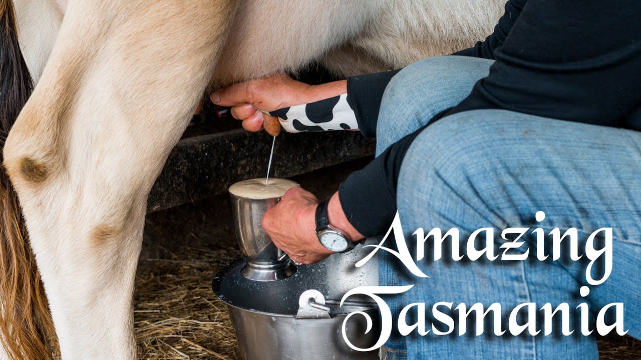 Milking Cows in the Lorinna Valley