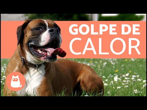 Vídeo: Como identificar a insolação em cães