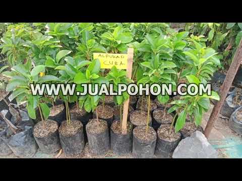 Bibit Alpukat Cuba pilihan Petani Profesional!