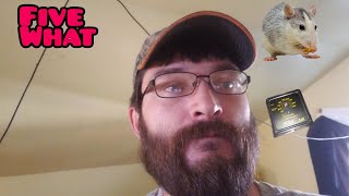 Essential's For Keeping Ball Pythons #essentials #keeeping #ballpythons #tntballs #snakes Wealth