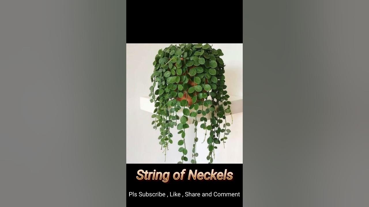 Different Types Of String Plant's YouTube