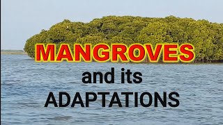 MANGROVES