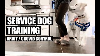 Service Dog Training - Orbit / Crowd Control