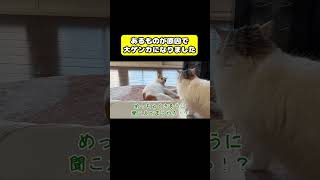 あるものが原因で大ゲンカになりました #猫 #おもしろ #アテレコ #ニャンチューバーつくし