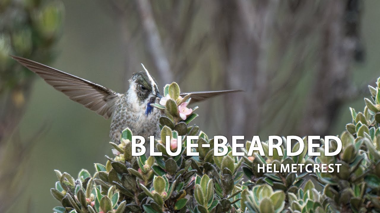 Blue-bearded Helmetcrest 