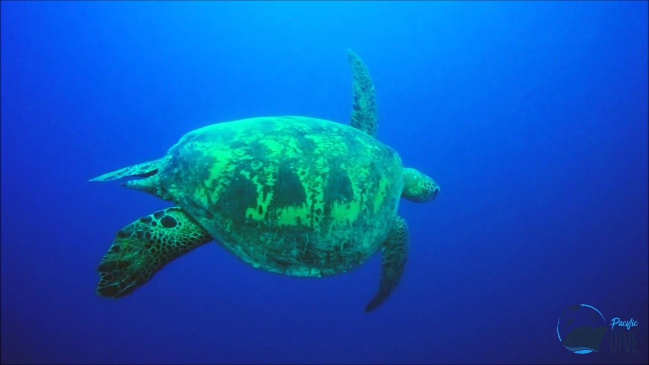 Dive Adventures Vanuatu Santo Pacific Dive YouTube