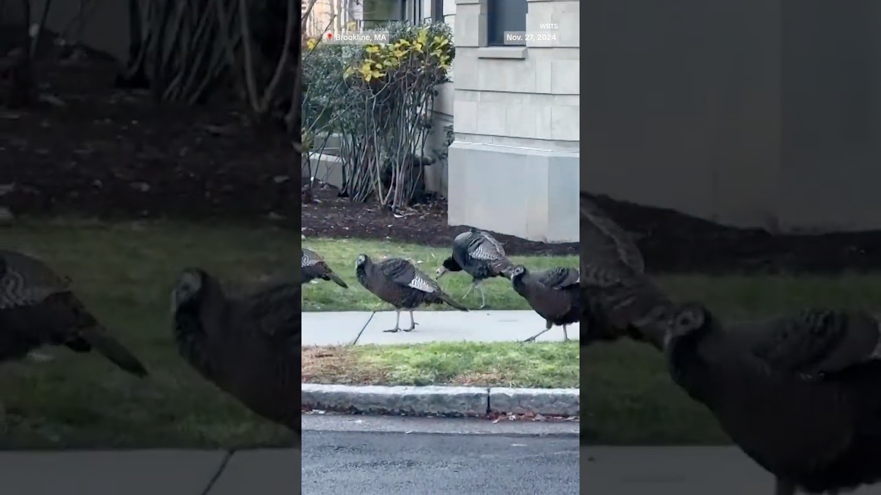 Wild Turkeys overrun a neighborhood in Massachusetts Wild Turkeys overrun a neighborhood in Massachusetts