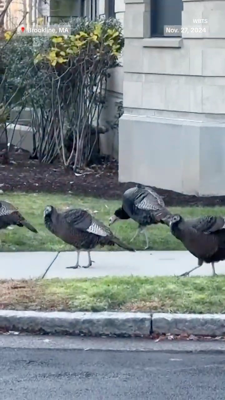 Wild Turkeys overrun a neighborhood in Massachusetts