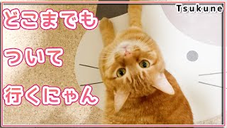 どこへ行くにも一緒な猫。つくね【3歳】 by 茶トラ猫つくね / Tsukune 467 views 1 year ago 2 minutes, 32 seconds