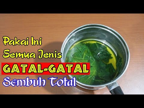 TAK PERLU OBAT KIMIA! SEMUA JENIS GATAL-GATAL SEMBUH TOTAL DENGAN RESEP INI || SEHAT TUBE