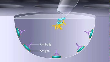 ELISA Enzyme Linked Immunosorbent Assay HD Animation Copie