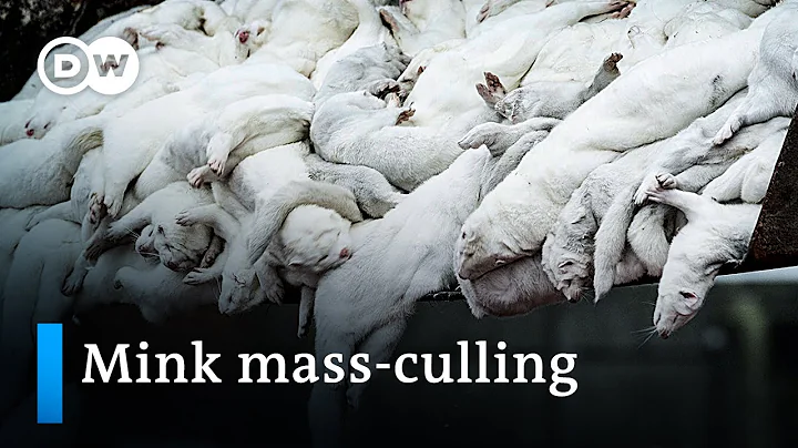 Denmark to cull up to 17 million minks to prevent ...