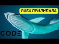 Таємниці Симбіозу: Риба-ремора та її великі друзі