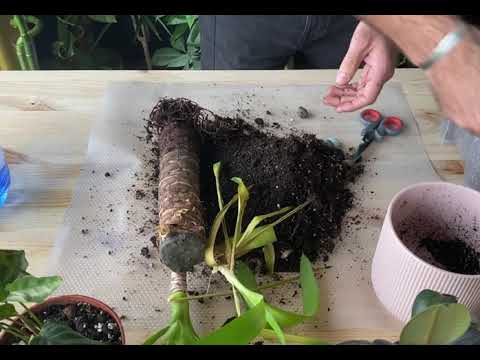 ვიდეო: მზარდი იუკას მცენარეები - ნიადაგის საუკეთესო ტიპი იუკასთვის
