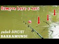 TERKEJUT❗ Ketika diAngkat Ternyata BABON || Mancing Barramundi umpan Udang Hidup