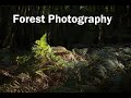 Forest Photography