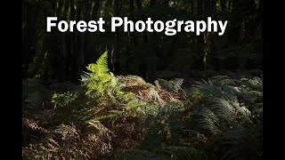 Forest Photography