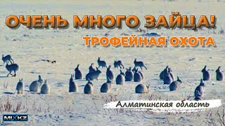 Моя лучшая охота! Очень насыщенная Охота, зайца было очень много!!! Коллективная охота на зайца!