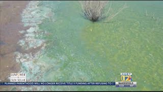 Blue-green algae at Isabella Lake