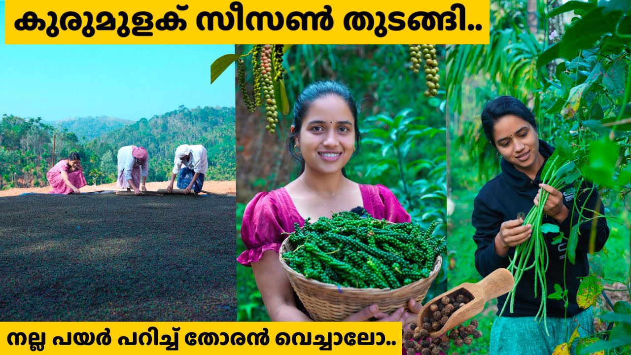 കുരുമുളക് ഉണക്കാൻ മലമുകളിൽ കൊണ്ടുപോയിട്ടാലോ.../ ചാണകം മെഴുകി മുറ്റം എല്ലാം വൃത്തിയാക്കിയാലോ...