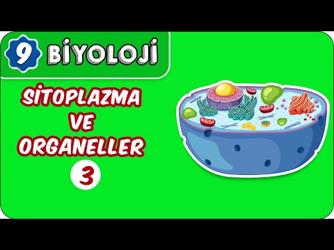 Sitoplazma ve Organeller - 3   | 9.Sınıf Biyoloji