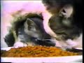 Friskies Kitten Food Ad 1975 Friskies Kitten Food Ad 1975
