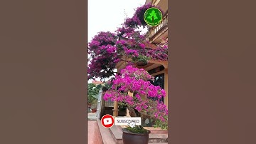 cây Hoa Giấy Đẹp Nhất Miền Bắc| Nhà Vườn Vũ Tiến#shorts