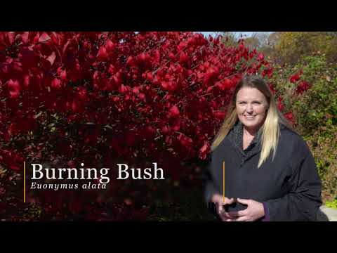Video: Hur får man rött löv - varför lövverk inte förvandlas till buskar eller träd med röda löv