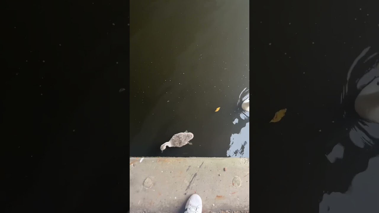 Friendly swan 🦢 and her baby swimming towards us when we pass by 😄😄 Royal Pet of UK 🇬🇧 