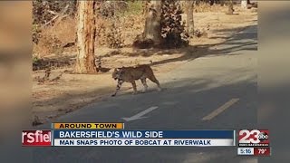 Bobcat spotted in Southwest Bakesfield