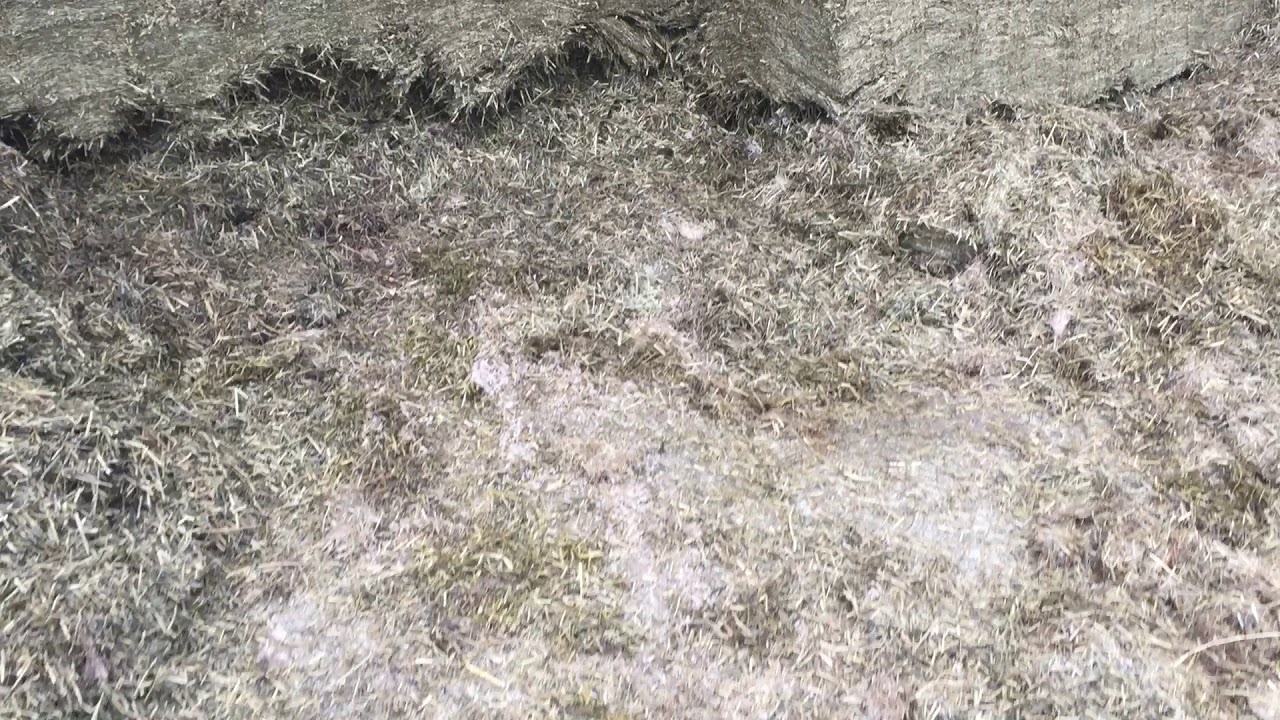 Cut To Clamp Silage Clamp Lesson: Checking for moisture