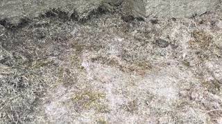 Cut To Clamp Silage Clamp Lesson: Checking for moisture