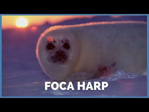 Vídeo: Foca harpa: fotos e curiosidades