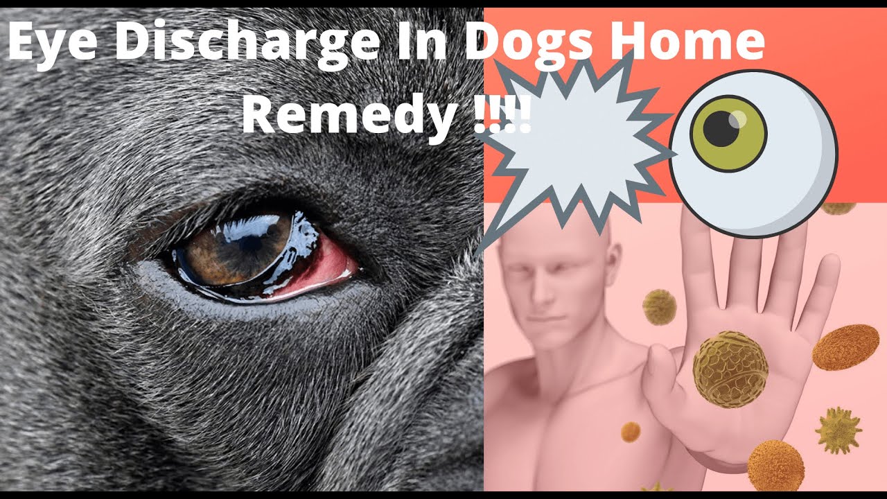 🔥tips And Complete Guide “eye Discharge In Dogs Home Remedy ” 👍 Youtube