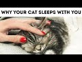 That's Why Your Cat Sleeps with You