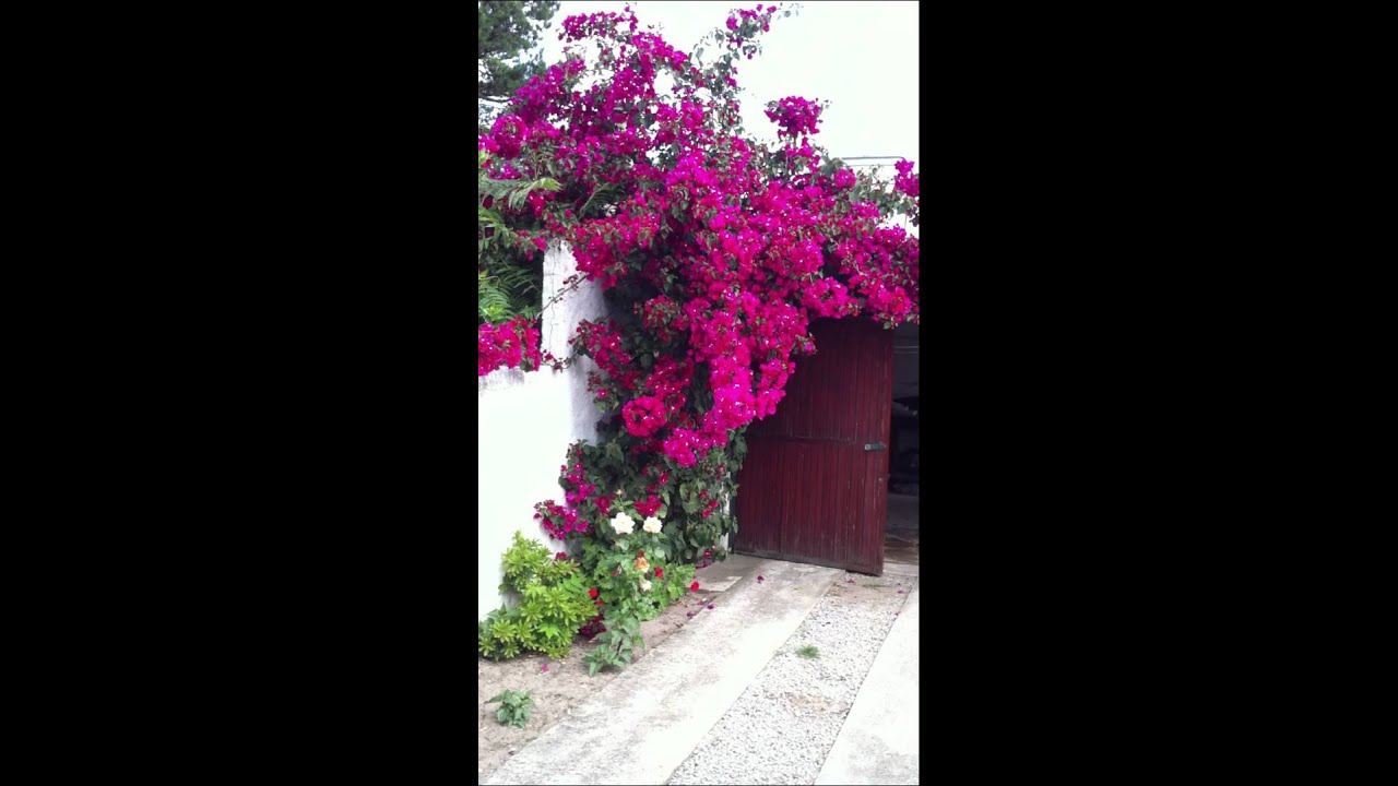 Santa Rita del Garage - YouTube