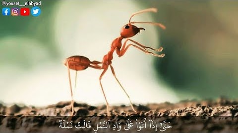 ﴿ حتي إذا اتوا على واد النمل قالت نملة يا أيها النمل ادخلوا ﴾ سورة النمل الآيه 18 /القارئ اسلام صبحي
