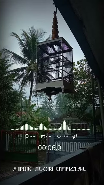 Setory WA Burung Pleci Terbaru