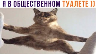 Я В ОБЩЕСТВЕННОМ ТУАЛЕТЕ ))) Приколы с котами | Мемозг 1162
