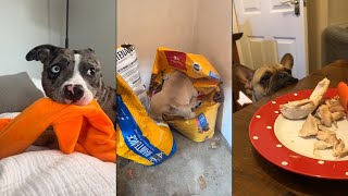 When Your Dog Has Mind of Its Own 😂 by Naughty Dog 38,128 views 1 month ago 16 minutes