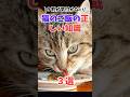 [それ間違いかも]猫の正しいご飯のあげ方 #人類ねこ同盟 #猫のごはん #ねこのこと