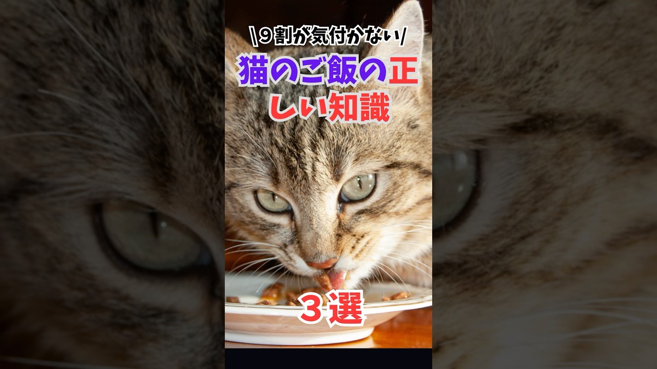 [それ間違いかも]猫の正しいご飯のあげ方 #人類ねこ同盟 #猫のごはん #ねこのこと
