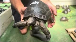 ID#1438  Aldabra Tortoise Top not Perfect, But this tortoises has a great Smart personality 6 1/2