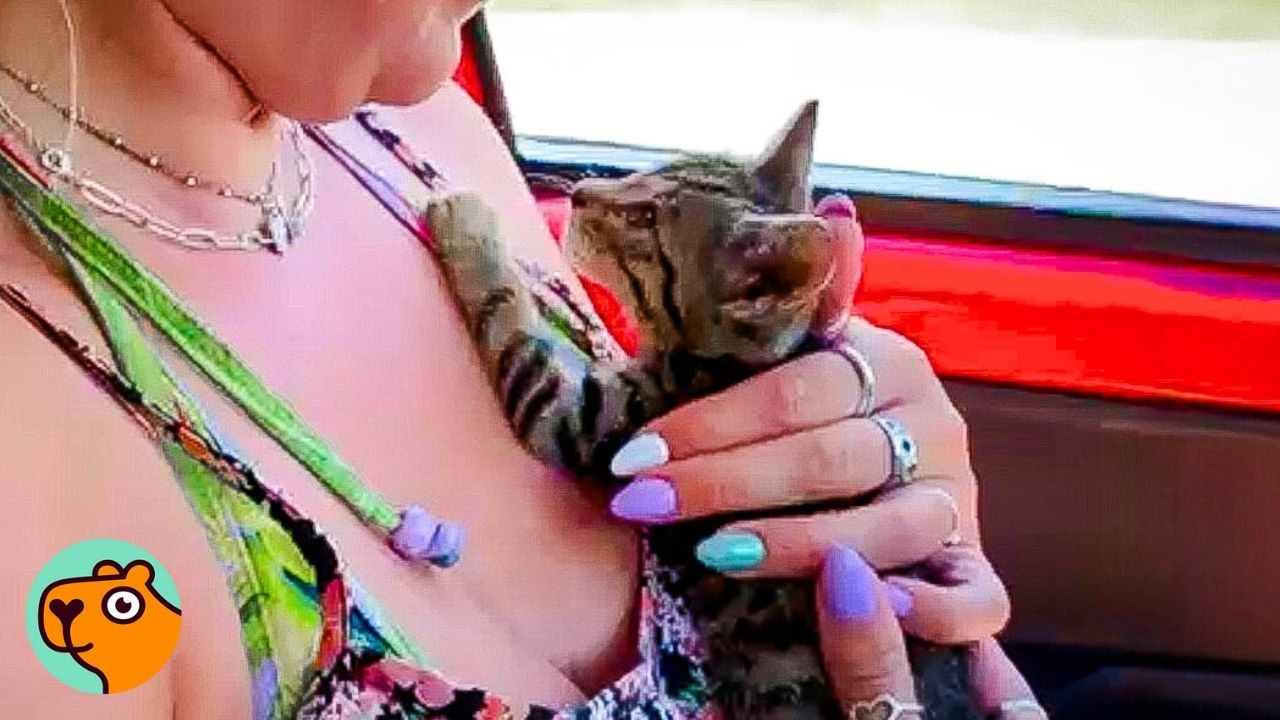 Saved Kitten Refuses To Leave This Girl Even For A Minute | Cuddle Buddies