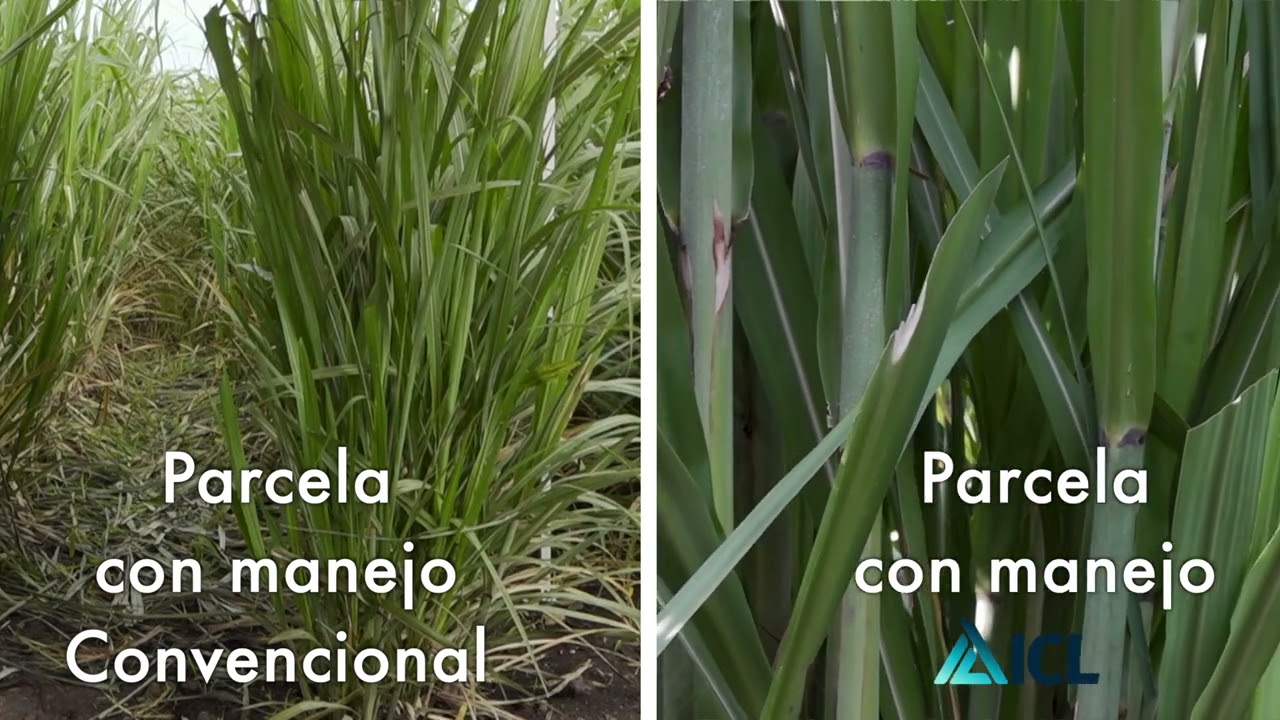 Entrevista sobre productos ICL en caña de azúcar realizada por Tierra Fertil - Agosto 2024