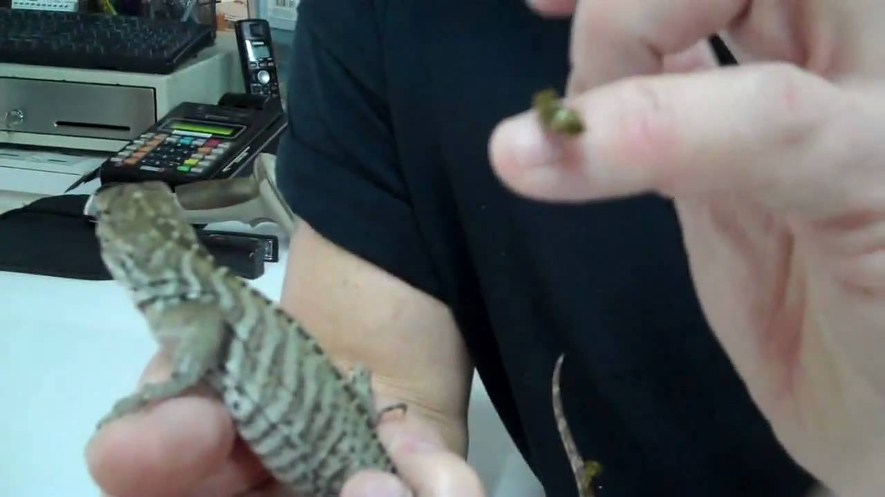 tarantula spider RHINO IGUANA FROM UNDERGROUND REPTILES