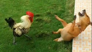 Funny Cat Videos - Cat And Dog Completion Try Not To Laugh Challenge 112