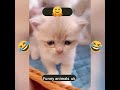 Funniest Cats and Dogs 🐶🐱 Funny Animal Videos #46😂😂😂😂