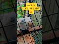 shock 😧 HAMARE JAISE😡 #youtube #birds #parrot #funny #shorts #shortvideo
